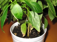 Chilies 016.jpg